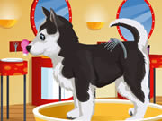 Petz Fashion Petz Fashion